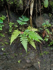 Tectaria subsageniacea