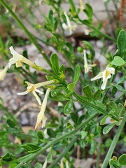 Chrysojasminum fruticans
