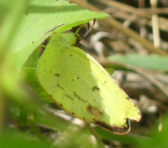 Pyrisitia lisa euterpe