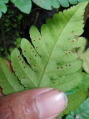 Tectaria subsageniacea