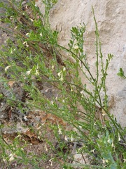 Chrysojasminum fruticans