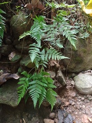 Tectaria subsageniacea