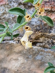 Antirrhinum