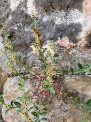 Antirrhinum