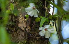 Dillenia philippinensis