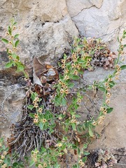 Antirrhinum