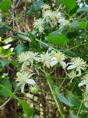 Clematis vitalba