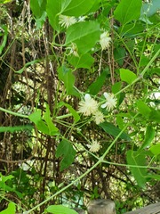 Clematis vitalba