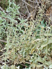 Mercurialis tomentosa