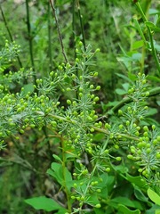 Asparagus acutifolius