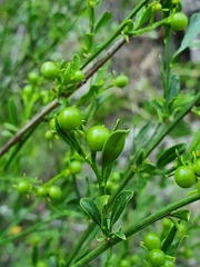 Chrysojasminum fruticans