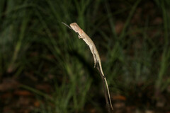 Diporiphora australis