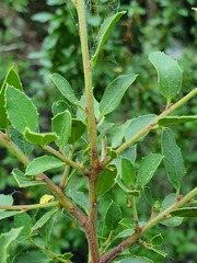 Rhamnus alaternus