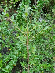 Rhamnus alaternus