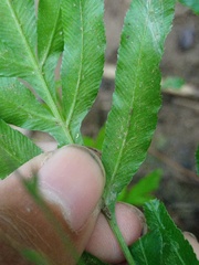 Pteris ensiformis