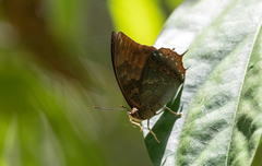Charaxes harmodius