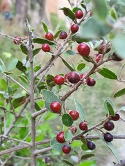 Rhamnus alaternus