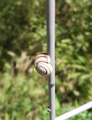 Xeropicta derbentina