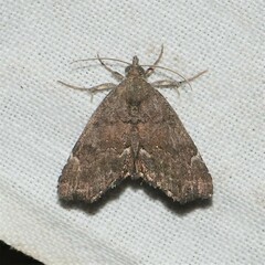 Cutina aluticolor
