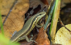 Eutropis rudis