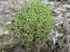 Paronychia argyrocoma