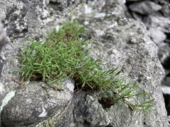 Paronychia argyrocoma