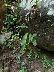 Pyrrosia stigmosa