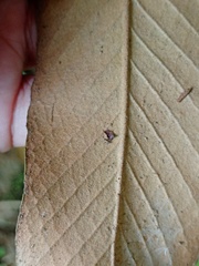 Pyrrosia stigmosa