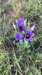Eustoma russellianum