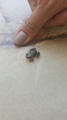 Pleurodema brachyops