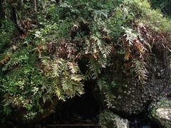 Drynaria quercifolia