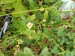 Trifolium repens