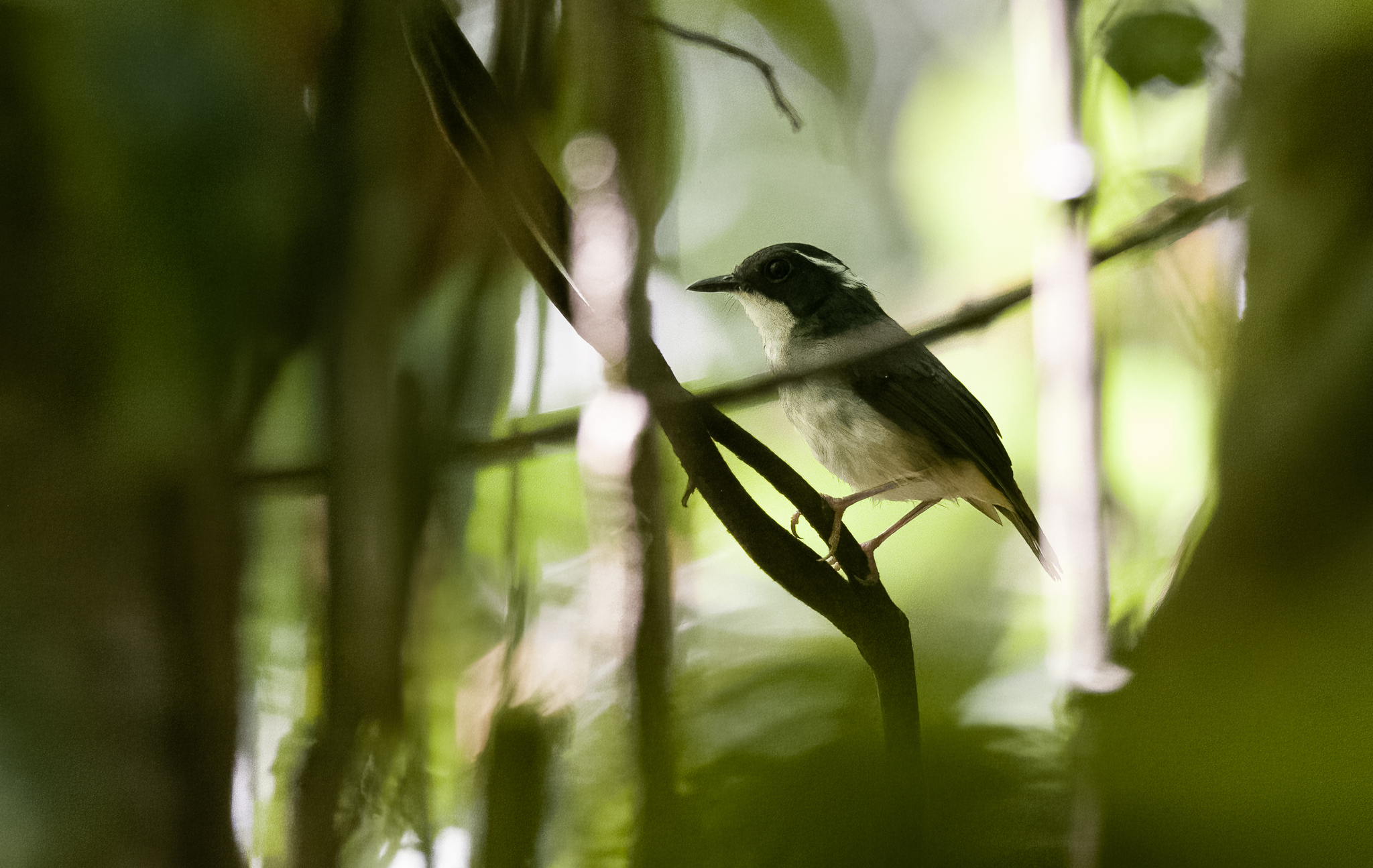 Little Slaty Flycatcher (Ficedula basilanica), photo 7