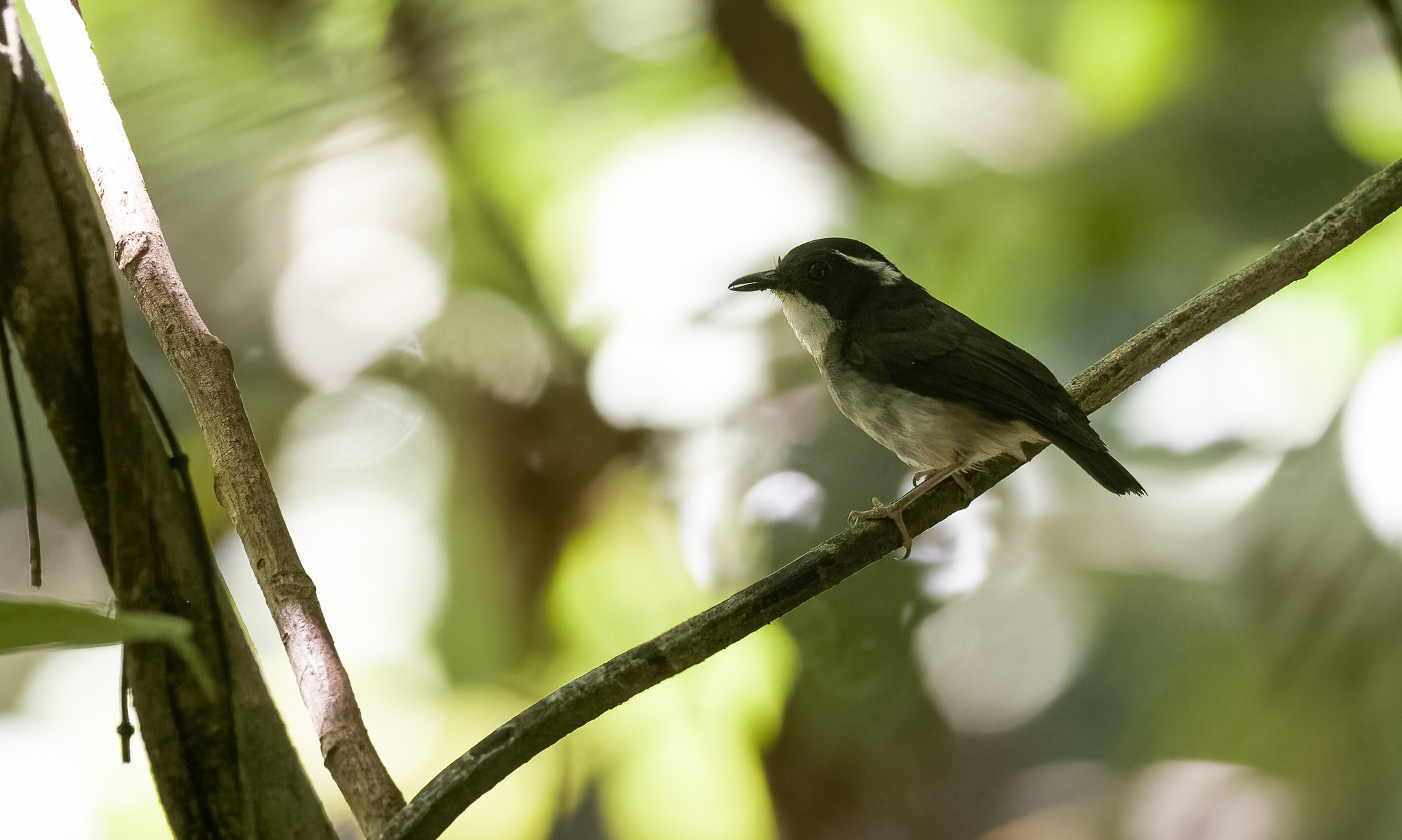 Little Slaty Flycatcher (Ficedula basilanica), photo 8