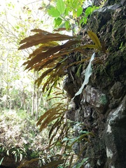 Pyrrosia stigmosa