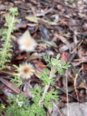 Actinotus