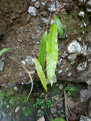 Pyrrosia stigmosa