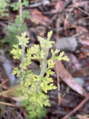 Actinotus