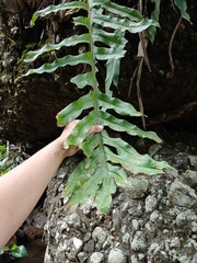 Drynaria quercifolia