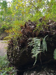 Drynaria quercifolia