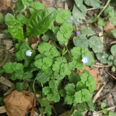 Veronica persica