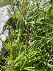 Liatris helleri