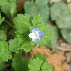 Veronica persica