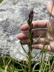 Liatris helleri