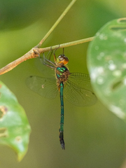 Heteronaias heterodoxa