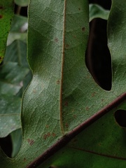 Drynaria quercifolia