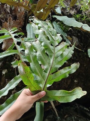 Drynaria quercifolia