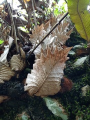 Drynaria quercifolia