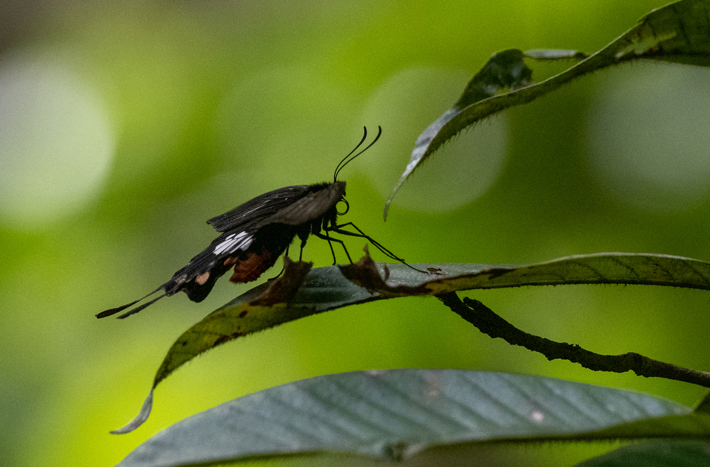 Pachliopta mariae