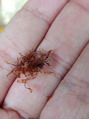 Drynaria quercifolia